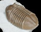 Superb Inch Asaphus Lepidurus Trilobite #6445-3